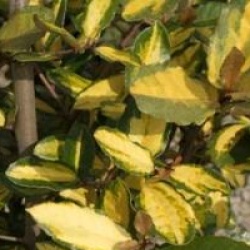 Elaeagnus panach� Gilt Edge