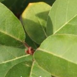 Elaeagnus multiflora 