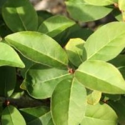 Elaeagnus multiflora 