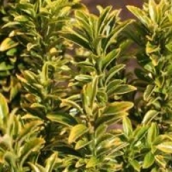 Euonymus japonicus 'Microphyllus Aureovariegatus'
