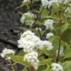 Eupatorium rugosum - Eupatoire � fleurs blanches
