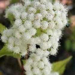 Eupatorium rugosum