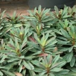 Euphorbia amygdaloides 'Purpurea'