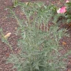 Anthyllis barba-jovis