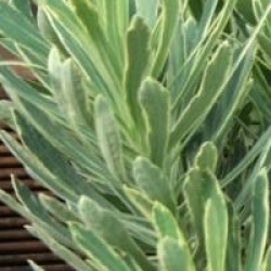 Euphorbia characias 'Silver Swan' 