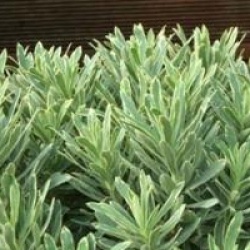 Euphorbia characias 'Silver Swan' 