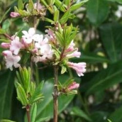 Lonicera syringantha - Lonicera syringantha