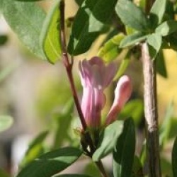 Lonicera syringantha