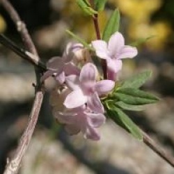 Lonicera syringantha