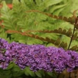 Buddleja 'Blue Chip' cov 