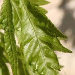 Fagus heterophylla 'Asplenifolia'