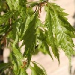 Fagus heterophylla 'Asplenifolia'