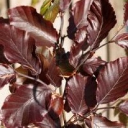 Fagus sylvatica 'Atropunicea'