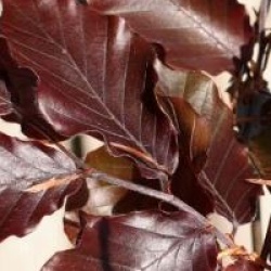 Fagus sylvatica 'Atropunicea'
