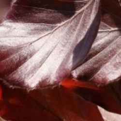Fagus sylvatica 'Dawyck Purple'