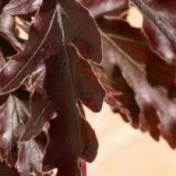 Fagus sylvatica 'Rohanii' - H�tre pourpre