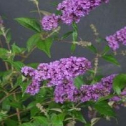 Buddleja 'Blue Chip' cov 