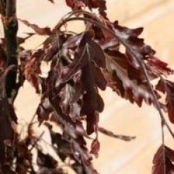 Fagus sylvatica 'Rohanii'