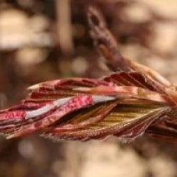 Fagus sylvatica 'Swat Magret' - H�tre pourpre Swat Magret