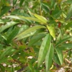 Fontanesia phillyreoides subsp. fortunei