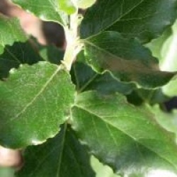 Garrya elliptica 'James roof'