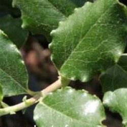 Garrya elliptica 'James roof'