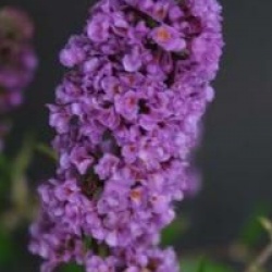Buddleja 'Blue Chip' cov  - Buddleia Blue Chip