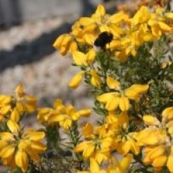 Genista hispanica 