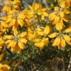 Genista hispanica 