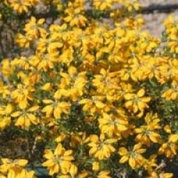 Genista hispanica 