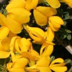 Genista pilosa 'Vancouver Gold'