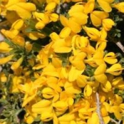 Genista pilosa 'Vancouver Gold'