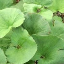 Gunnera perpensa