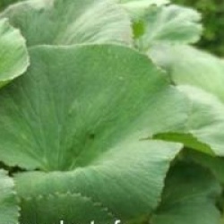 Gunnera perpensa