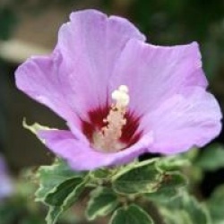 Hibiscus syriacus 'Meehanii'