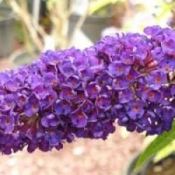 Buddleja davidii 'Black Knight'