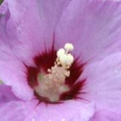 Hibiscus syriacus 'Meehanii'