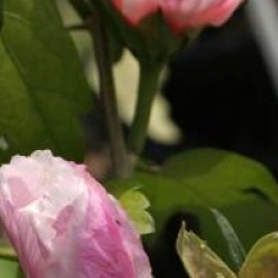 Hibiscus syriacus Pinky Spot � 'Minspot' cov 