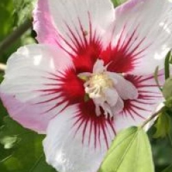 Hibiscus syriacus Pinky Spot � 'Minspot' cov 