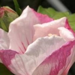 Hibiscus syriacus Pinky Spot � 'Minspot' cov 