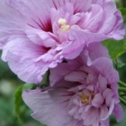 Hibiscus syriacus Lavander Chiffon � 'Notwoodone' cov 