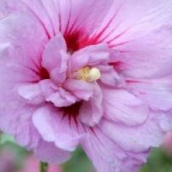 Hibiscus syriacus Lavander Chiffon � 'Notwoodone' cov 