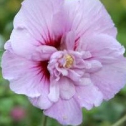Hibiscus syriacus Lavander Chiffon � 'Notwoodone' cov 