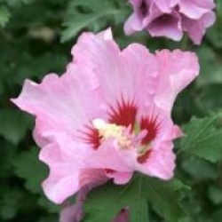 Hibiscus syriacus Rosalbane � 'Minrosa' cov 