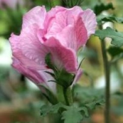 Hibiscus syriacus Rosalbane � 'Minrosa' cov 