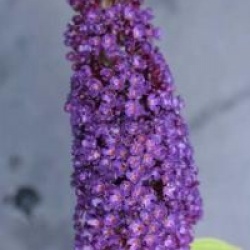 Buddleja davidii 'Black Knight' - Buddleia Black Knight