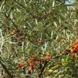Hippophae rhamnoides 'Leikora'