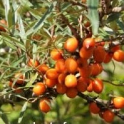 Hippophae rhamnoides 'Leikora'