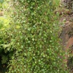 Hoheria angustifolia  - Hoheria angustifolia