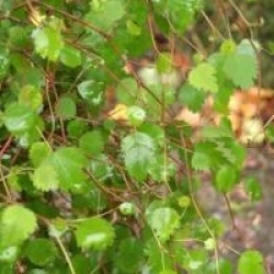 Hoheria angustifolia 